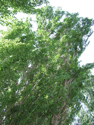 名づけられた葉 合唱曲 ポプラの樹の下で ポプラ並木観察ブログ