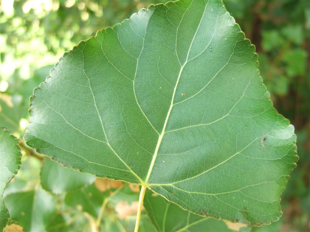 ポプラの葉の１年間 ポプラの樹の下で ポプラ並木観察ブログ