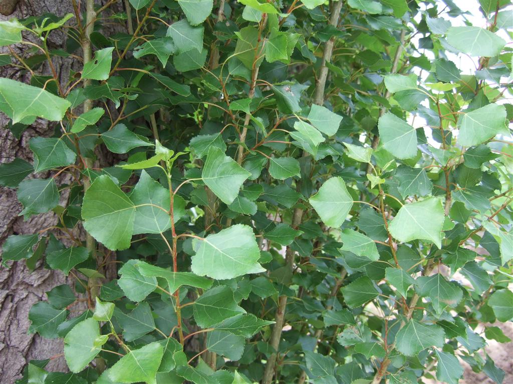 ポプラの葉の１年間 ポプラの樹の下で ポプラ並木観察ブログ