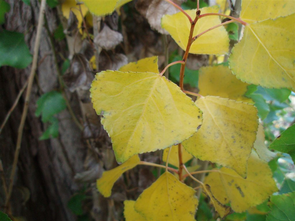 紅葉のポプラ並木2 ポプラの樹の下で ポプラ並木観察ブログ