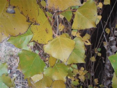 黄葉するポプラの葉っぱ ポプラの樹の下で ポプラ並木観察ブログ