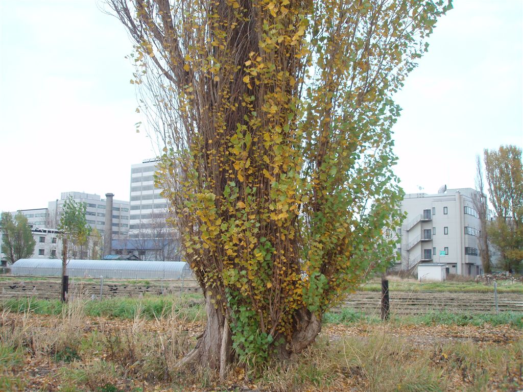 黄葉するポプラの葉っぱ ポプラの樹の下で ポプラ並木観察ブログ